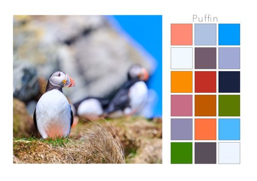 Puffin