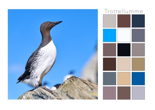 Trotellumme