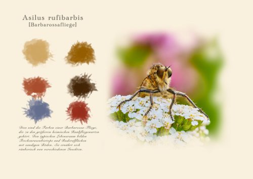 Raubfliege