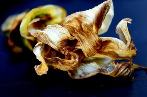 Schönheit des Verfalls - Curcuma