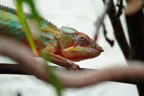Vivarium 3