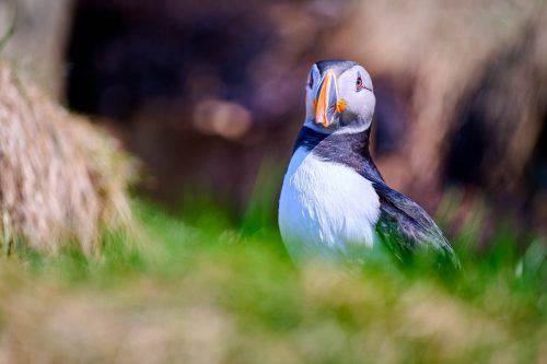 Birgit und Jost Kühlborn - Puffin