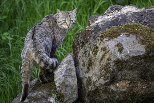Harald Metzger - Wildkatze