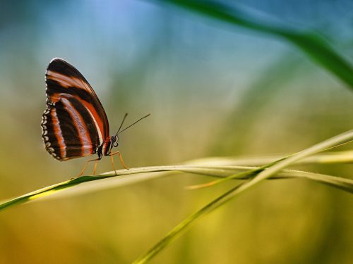 Joachim Brückner - Schmetterling