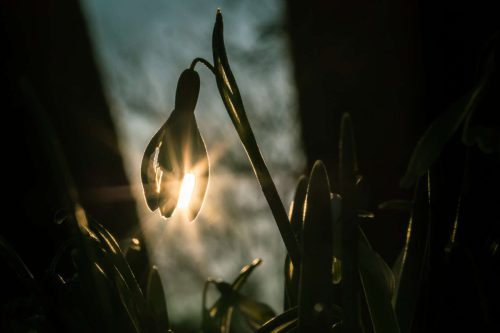 Viola Hartwig - Erste Wärme