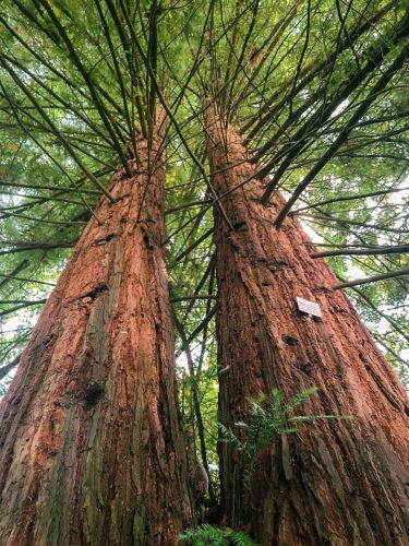 Viola Hartwig - Riesen