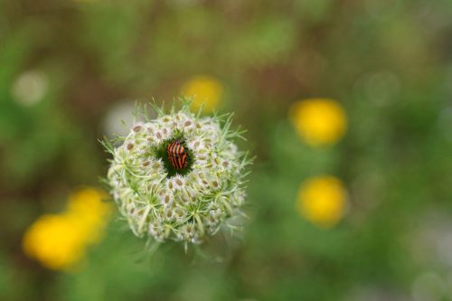 05 MSt Gartenfreund web