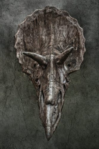 Triceratops