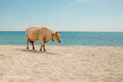 Mare Mucca