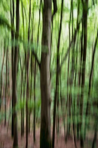 Jungwald